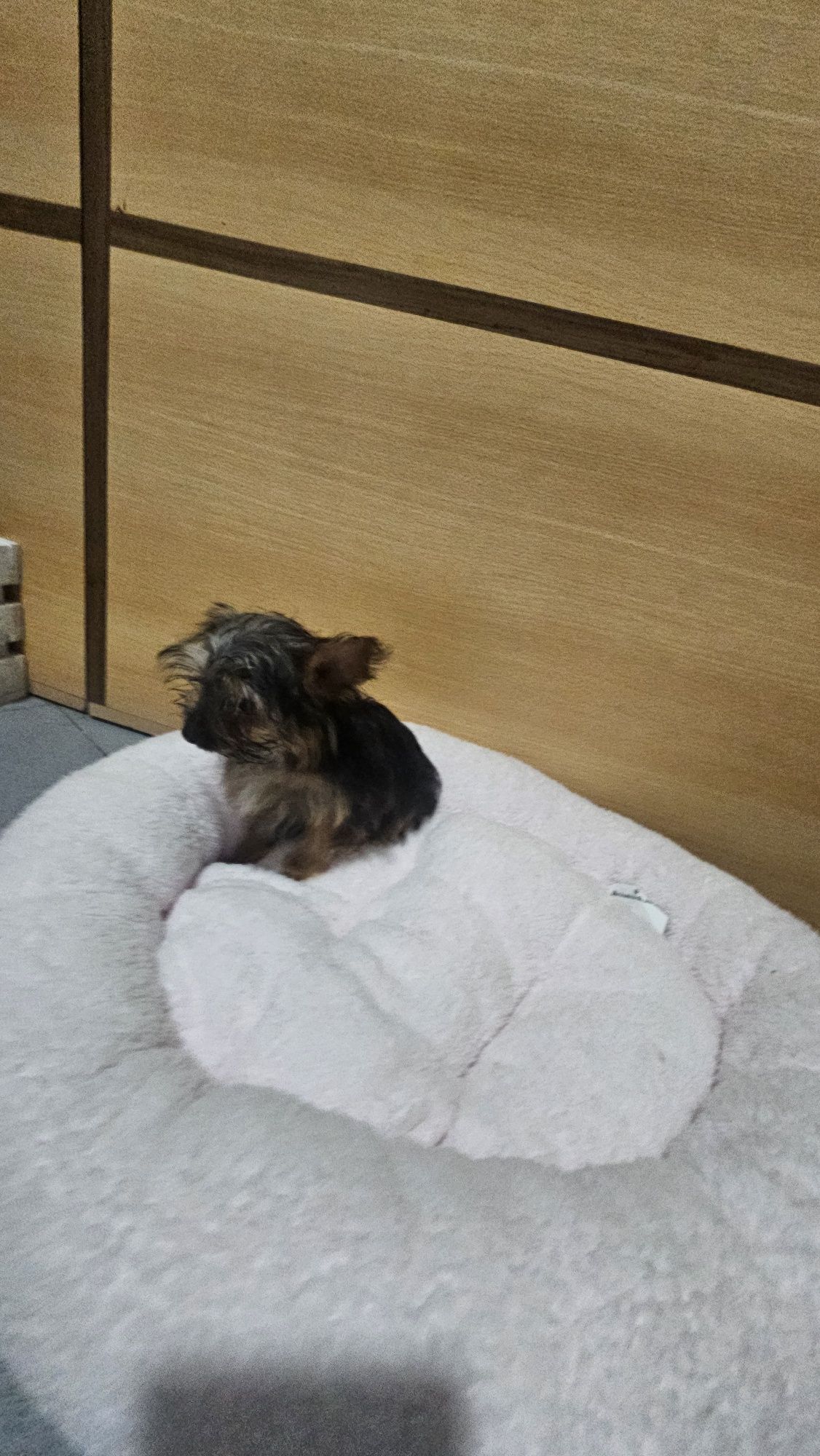 Yorkhire terrier Mini fêmea