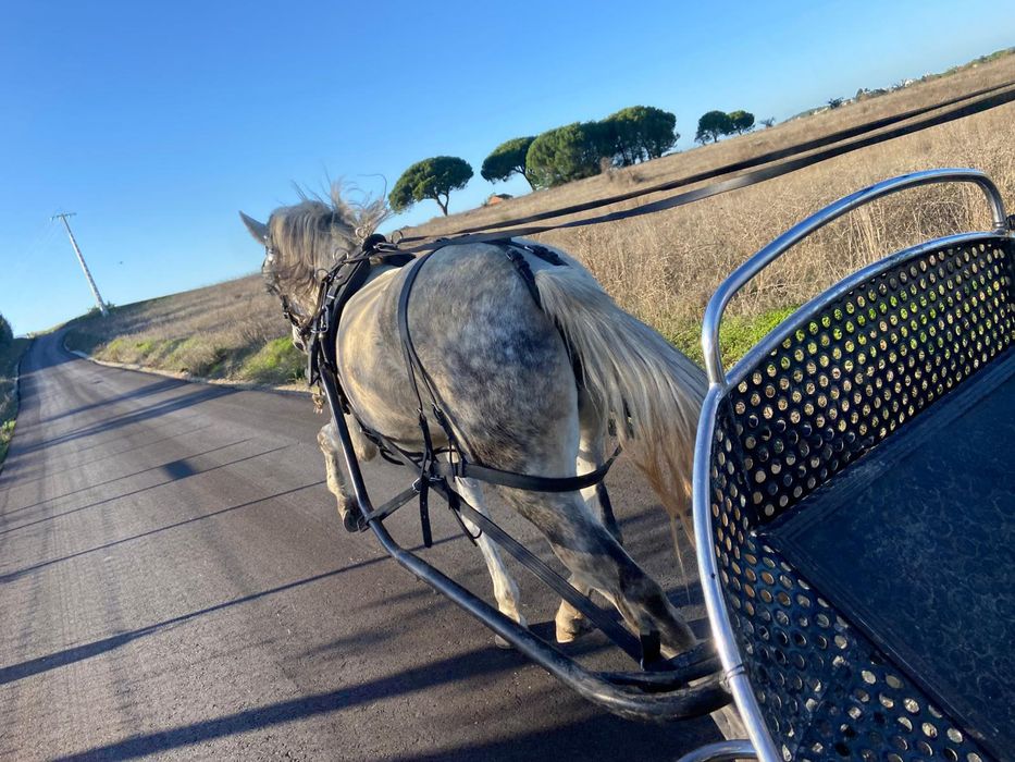 Para venda égua com 7 anos