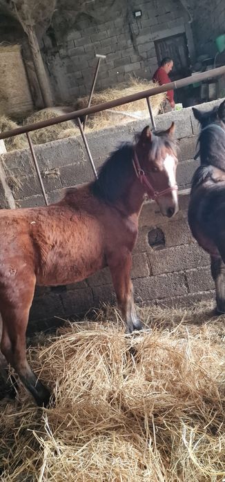 Potro 5 meses cruzado de lusitano