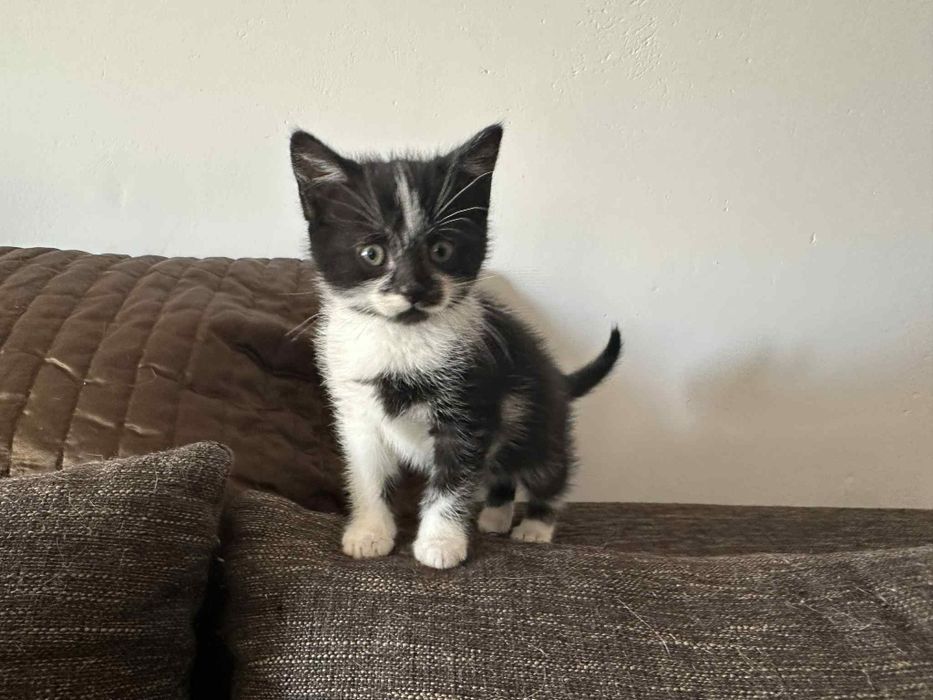 dwumiesięczne koty do adopcji