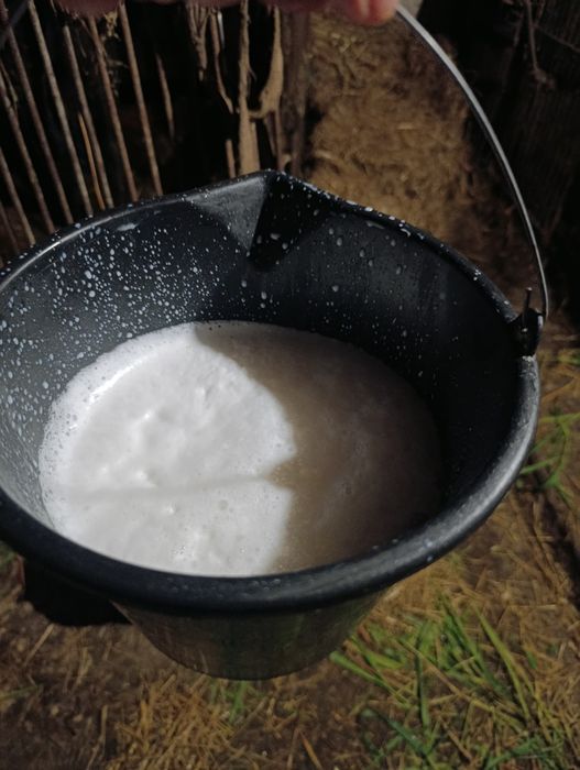 Продам молочні кози.