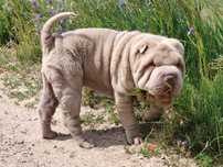 Shar pei liliowy piesek