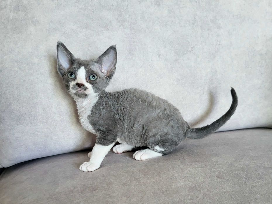 Dziewczynka devon rex gotowa na zmianę domu FPL