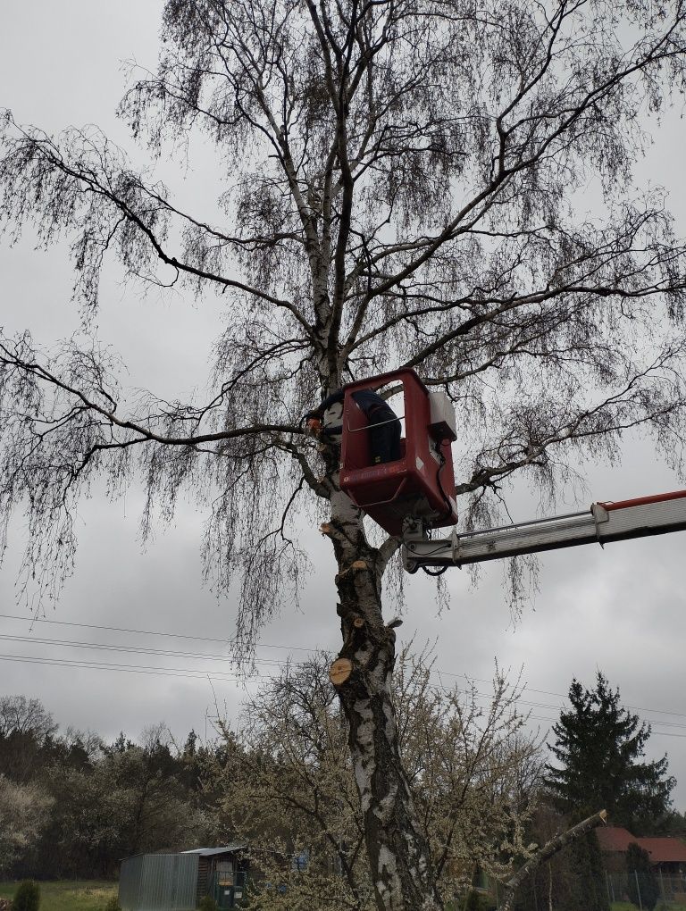 Cięcie żywopłotu przycinka drzew karczowanie działek