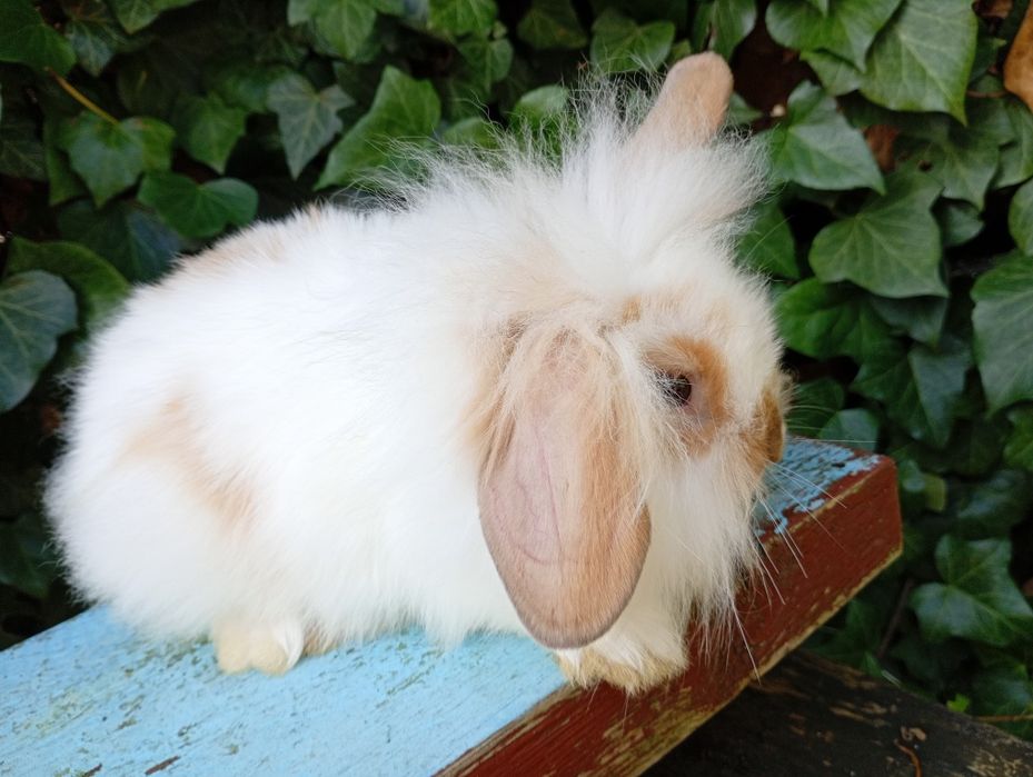 Mini lop baranek Teddy 2 miesiące! Królik miniaturka!! Sliczn