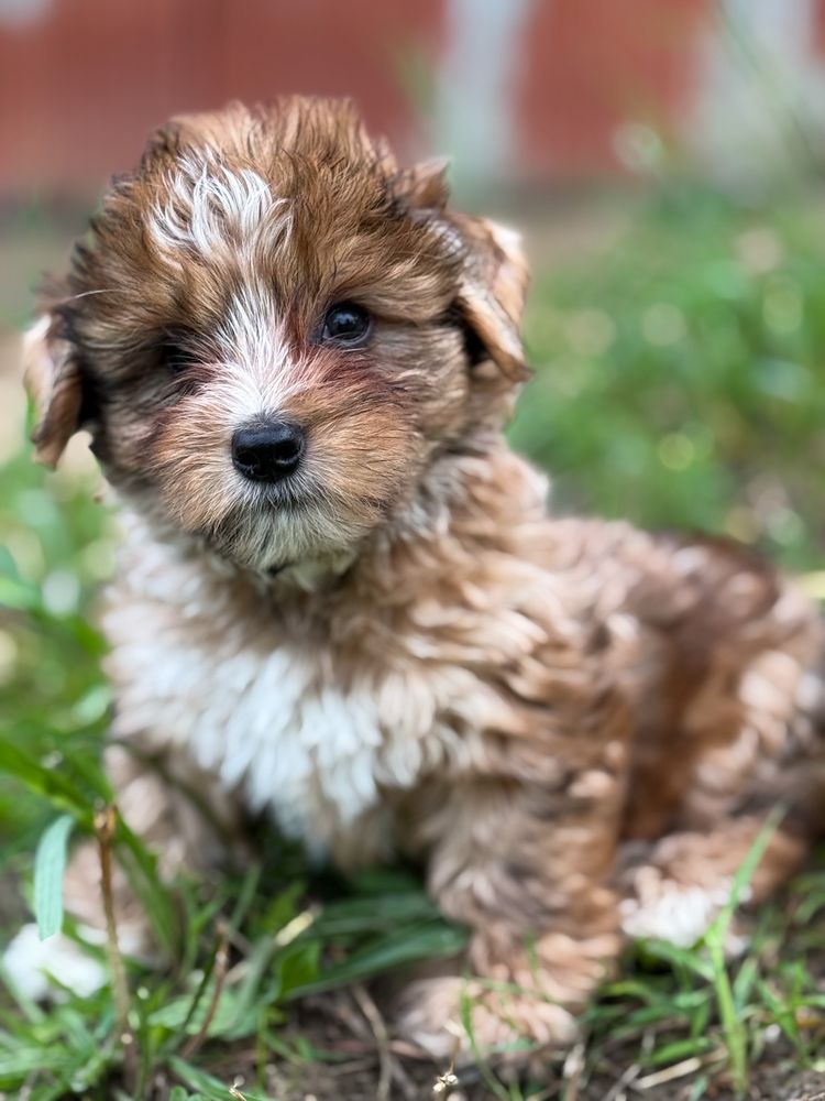 Piękny piesek Red Merle Yorkshire Terrier