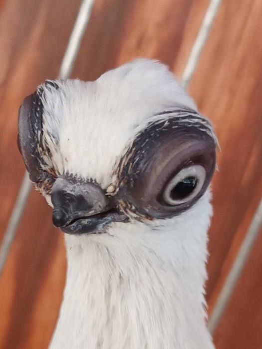 Gołebie ozdobne szek polski staluchy masciuchy