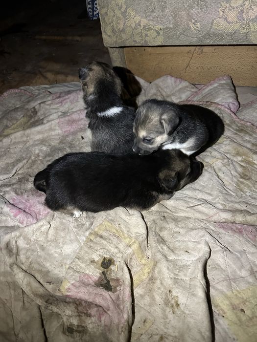 Їх до неділі треба забрати звідти