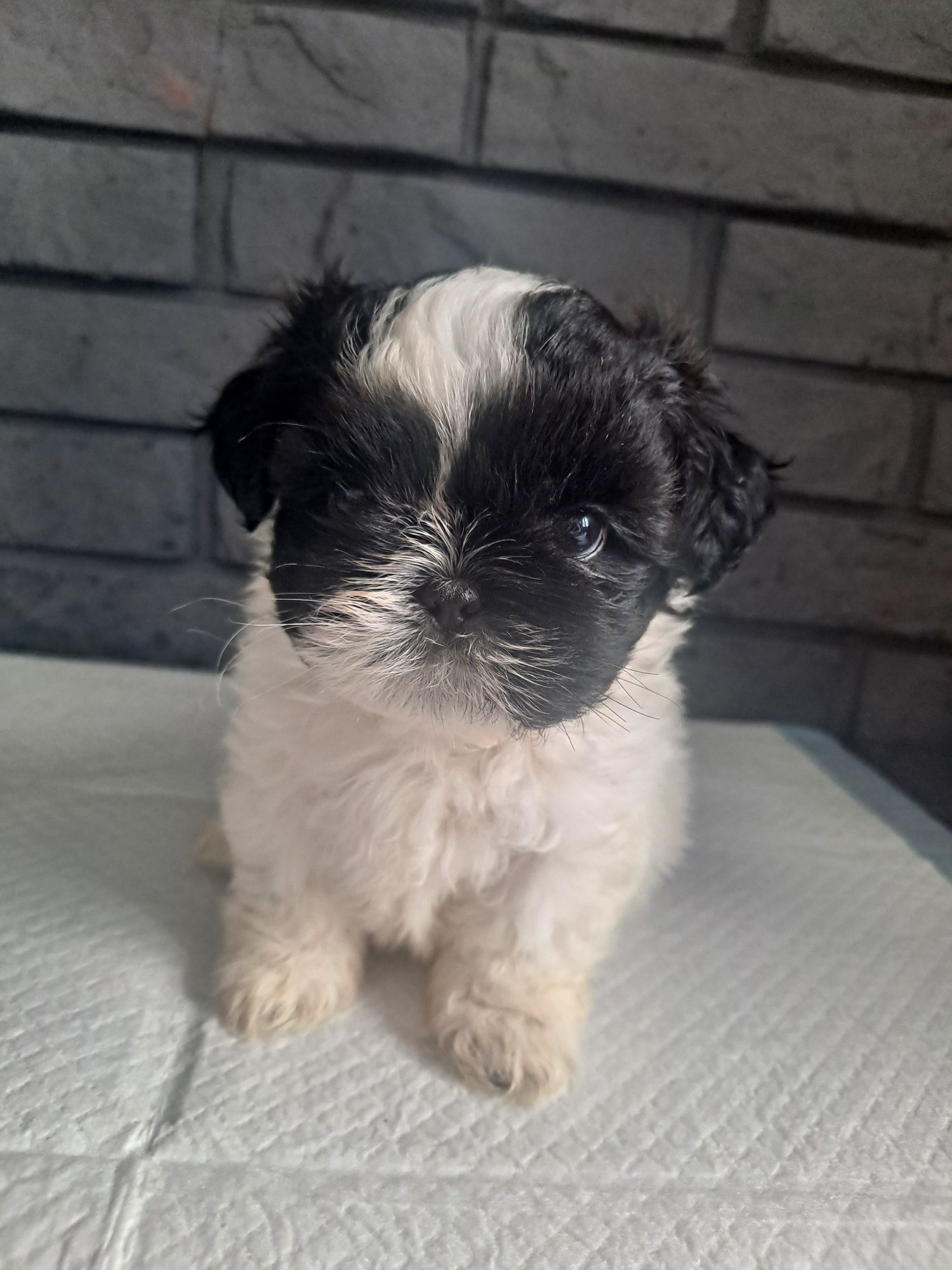 Śliczna Shih tzu z genem czekoladowym.Juz do odbioru.