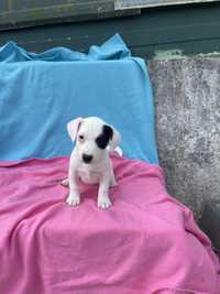 Jack Russell femea