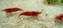 Czerwone krewetki Neocaridina - Sakura Red (Łatwe dla każdego)