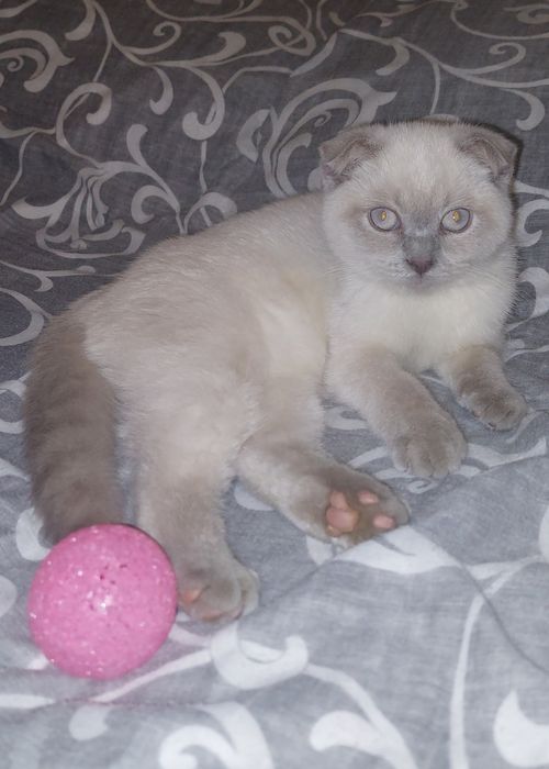 Скоттиш фолд Девочка чистокровная!