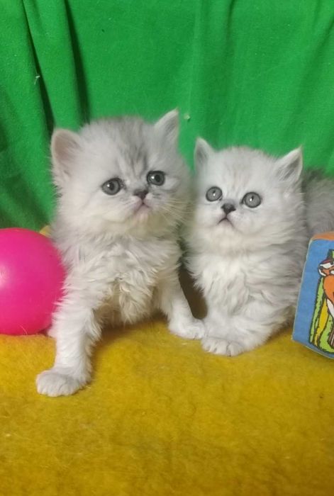 Котята серебристые белые серые пепельные