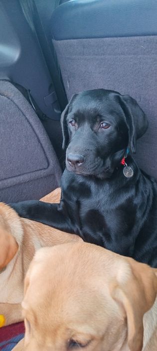 Найкраща дівчинка Амеліанка  КСУ