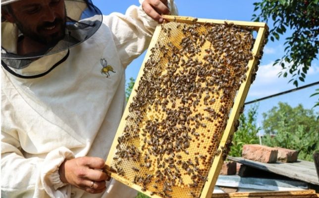 Odkłady pszczele rodziny pszczele pszczoły ule