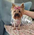 Yorkshire Terrier York SUCZKA FCI ZKwP