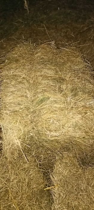 Siano w kostkach 2025