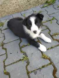 Border collie suczka