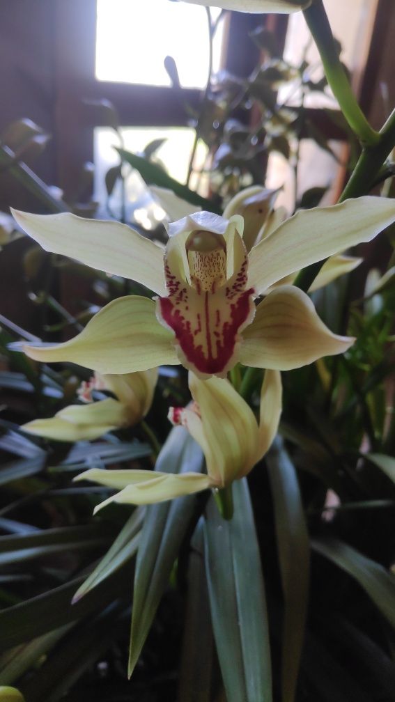 Orquídea beje olho vermelho