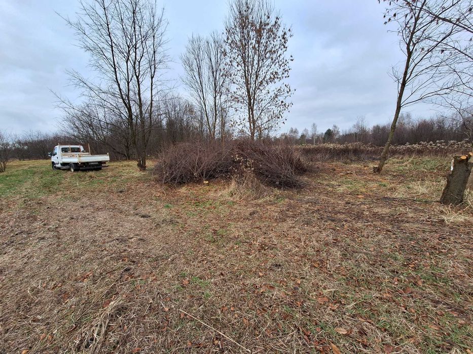 Oddam za darmo gałęzie drzew liściastych duże ilości