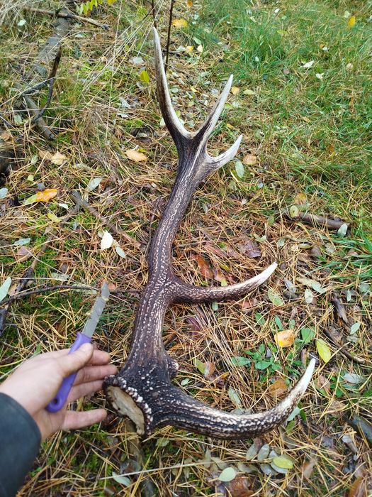 Poroże róg jelenia duży