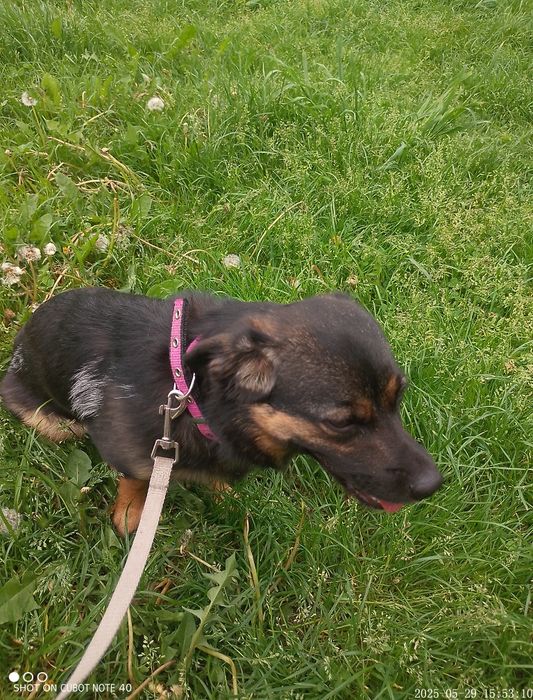 Віддам собаку сучка