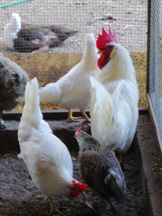 Legorne Trio (2f e 1m)