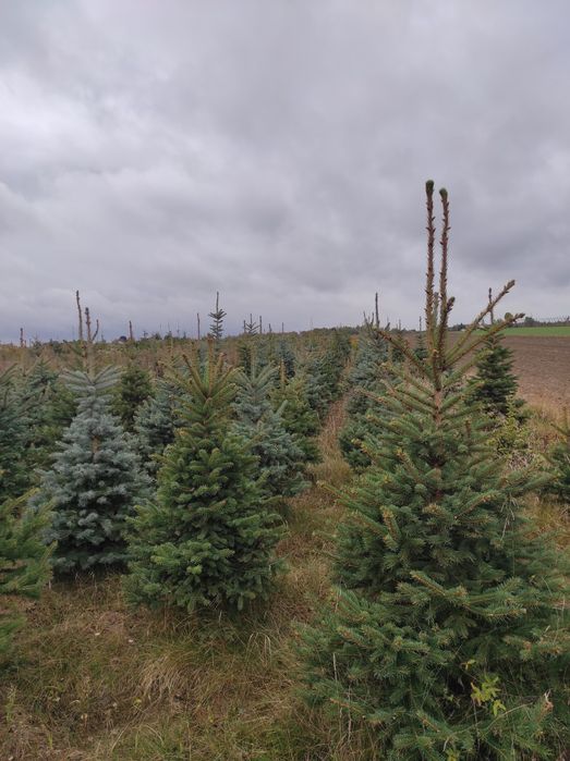 Świerki bożonarodzeniowe