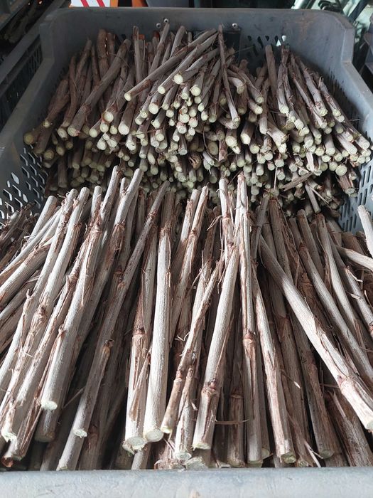 Sztobry  zrazy pędy - porzeczka czarna   BEN GAIR, DETWAN