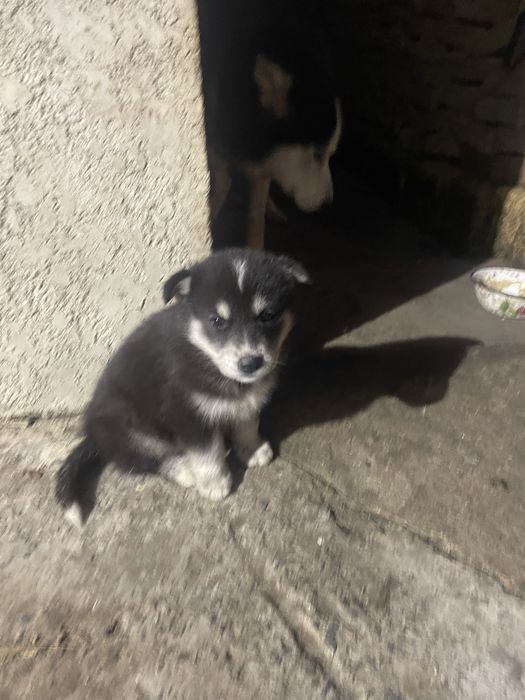 Щенки хаски-овчарки