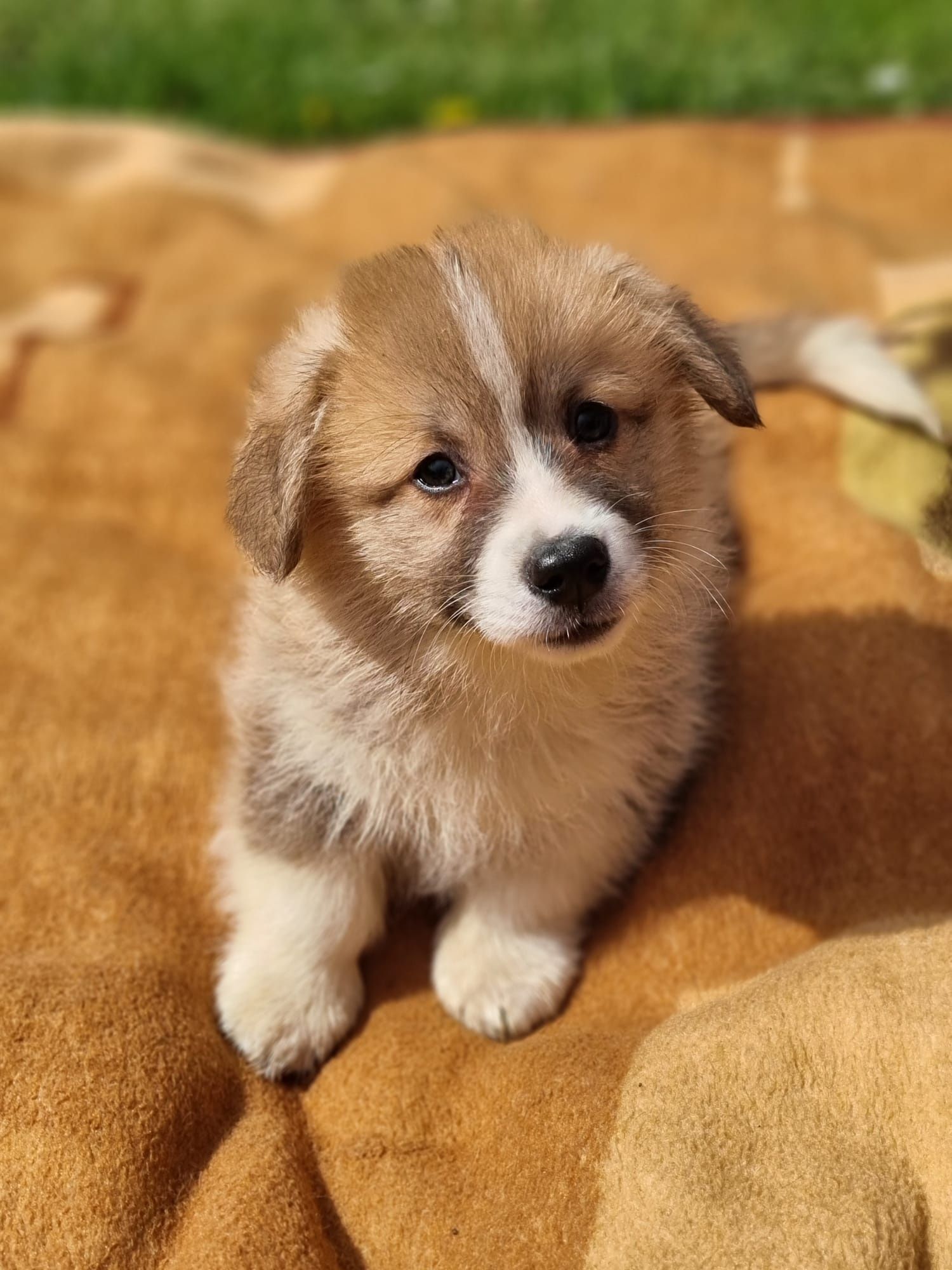 WELSH Corgi Pembroke piesek szczeniak