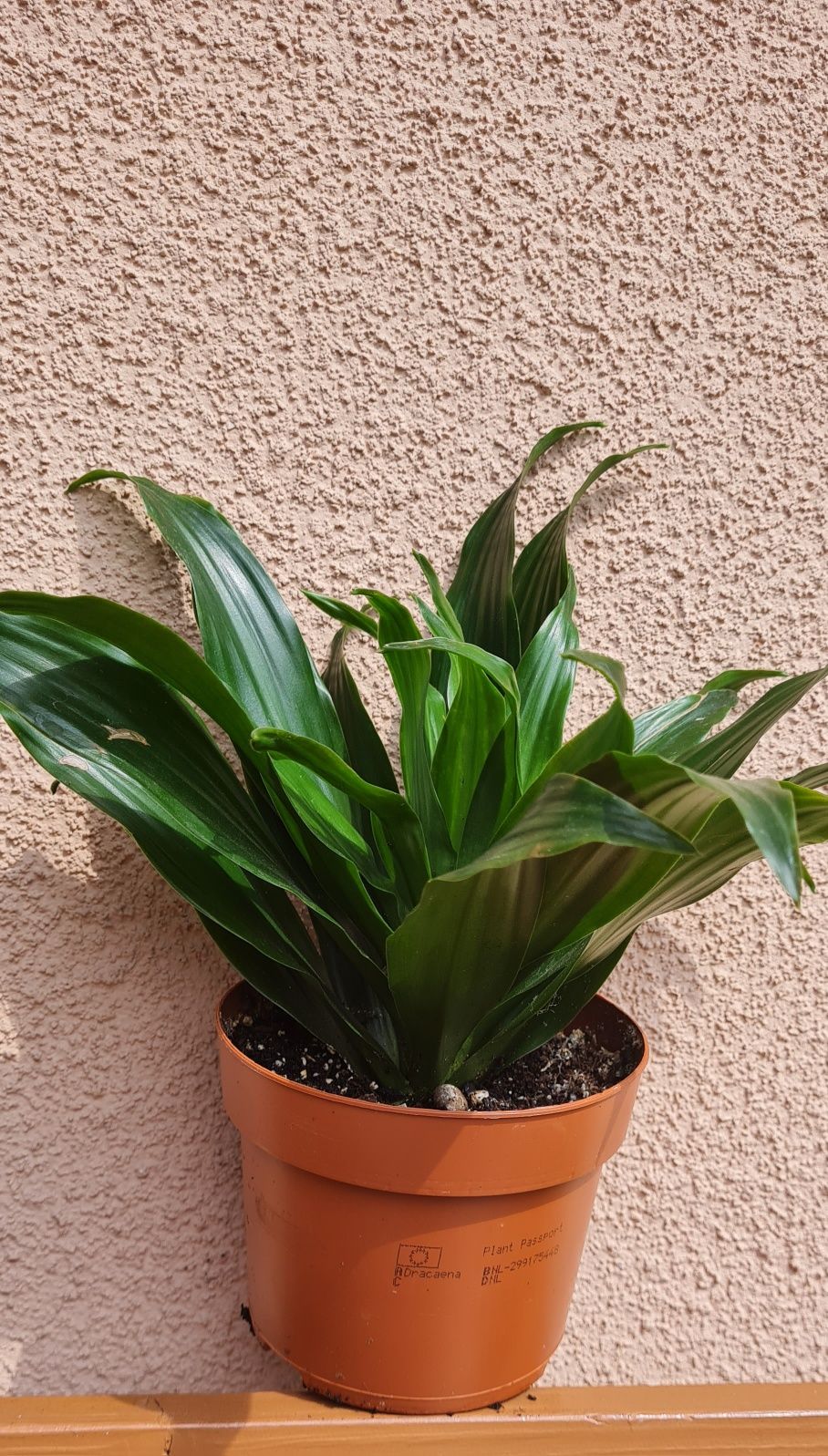 Dracena wonna Dracena fragrans