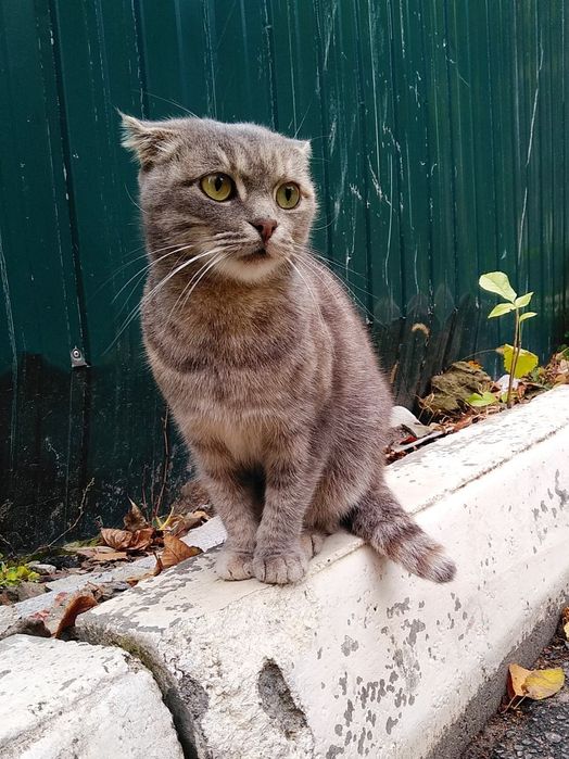 Отдам молодую кошку, метиса шотландской вислоухой