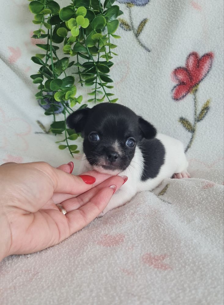 Excelente menino chihuahua/chiuaua linhagem Russa.Qualid