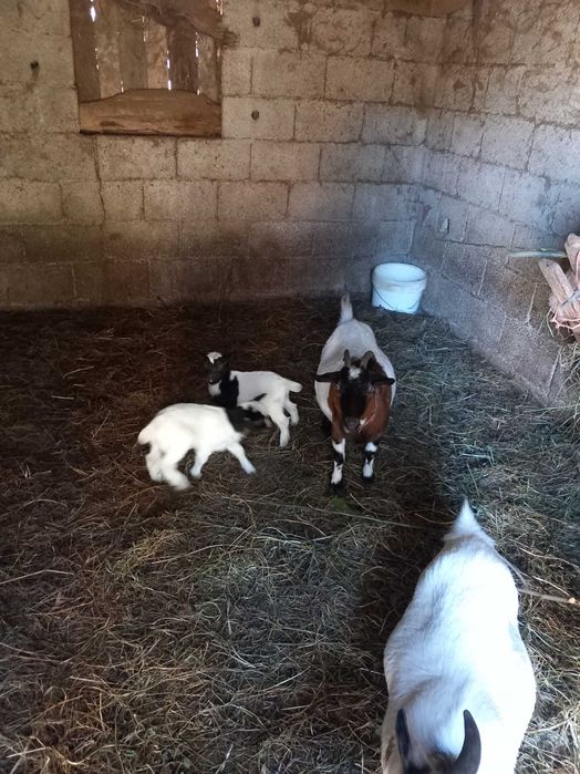 Vendo Cabras anãs