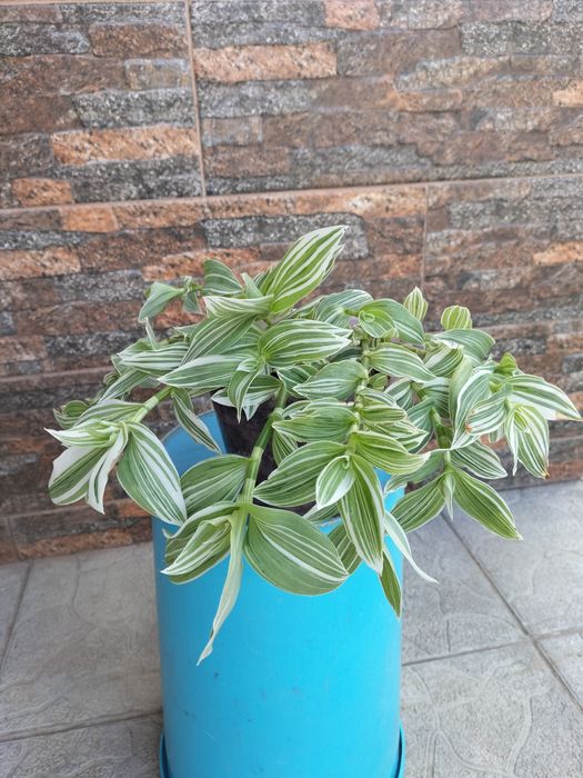 Традесканція зебріна