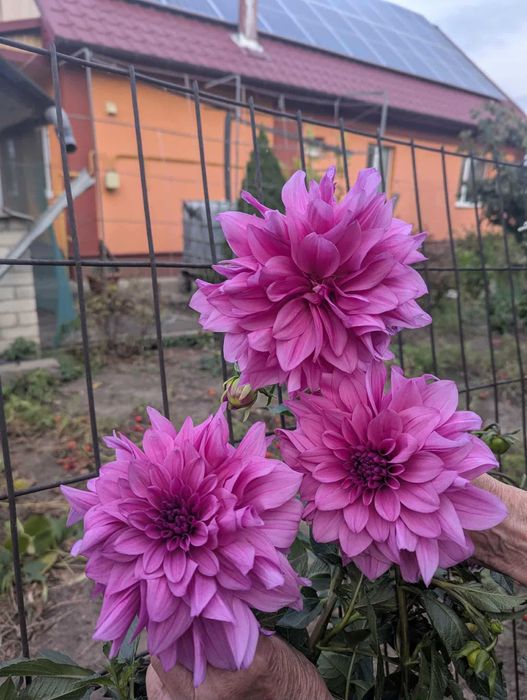 Георгіна або Жоржина