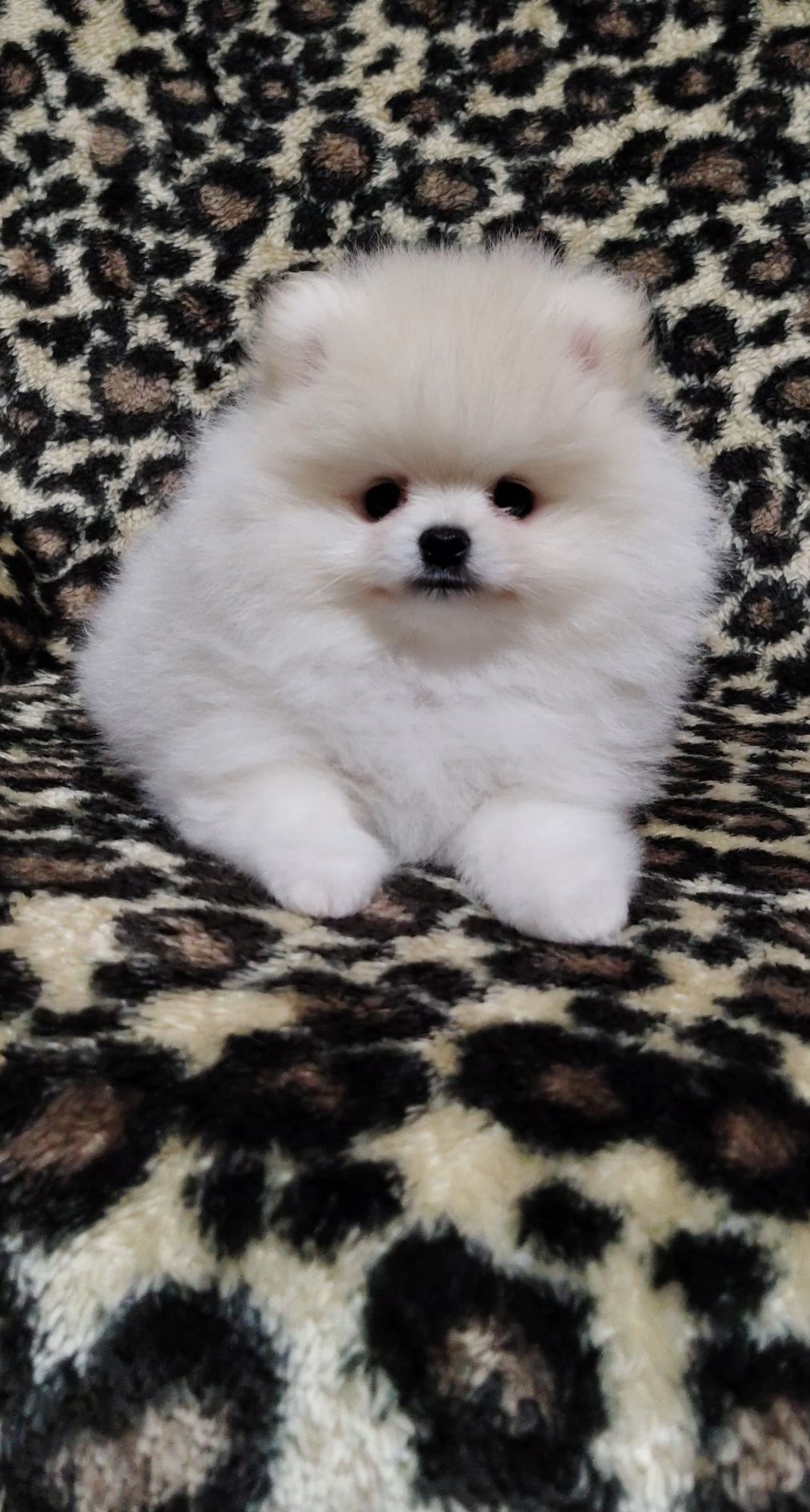 Szpic miniaturowy pomeranian