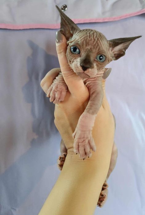 Sfinks Kanadyjski - kocięta