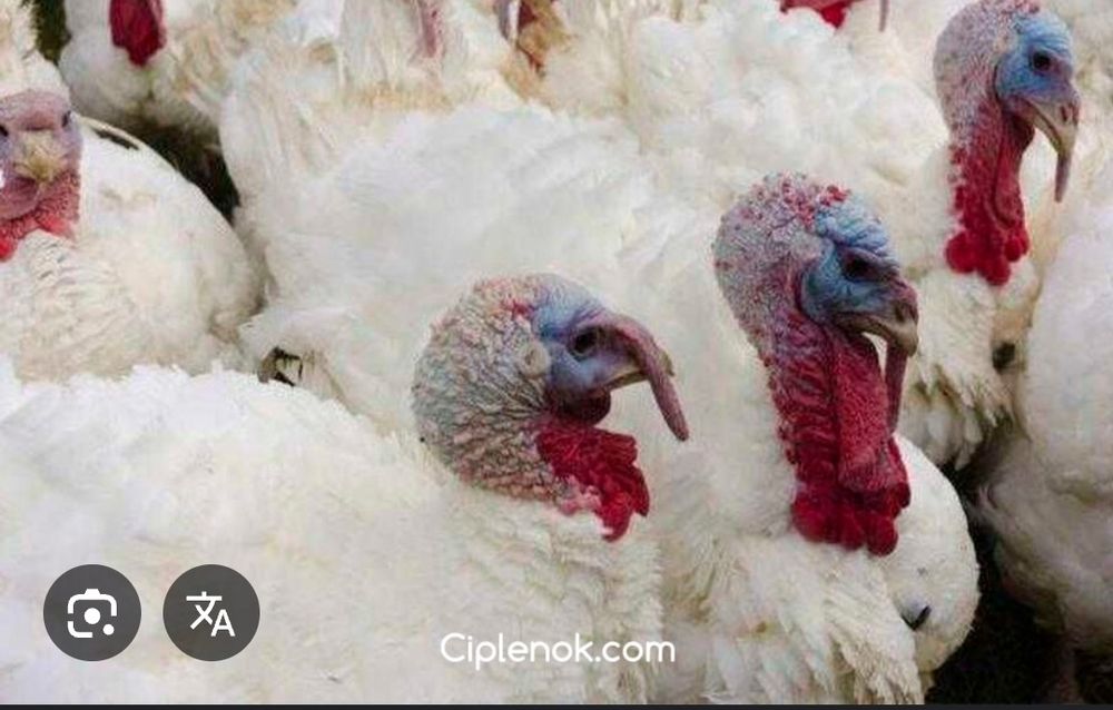 Інкубаційне яйце індика