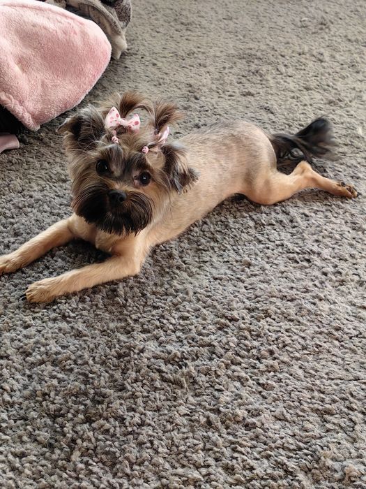 Śliczna sunia Ocean Pearl odchowana