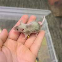 Сатиновые мыши, самцы и самки. Ручные мышки