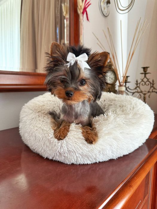 Йоркширський терʼєр віп ,дівчинка міні