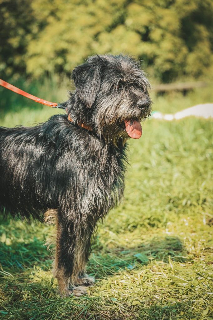 Szubi do adopcji!