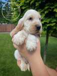 Cocker spaniel angielski