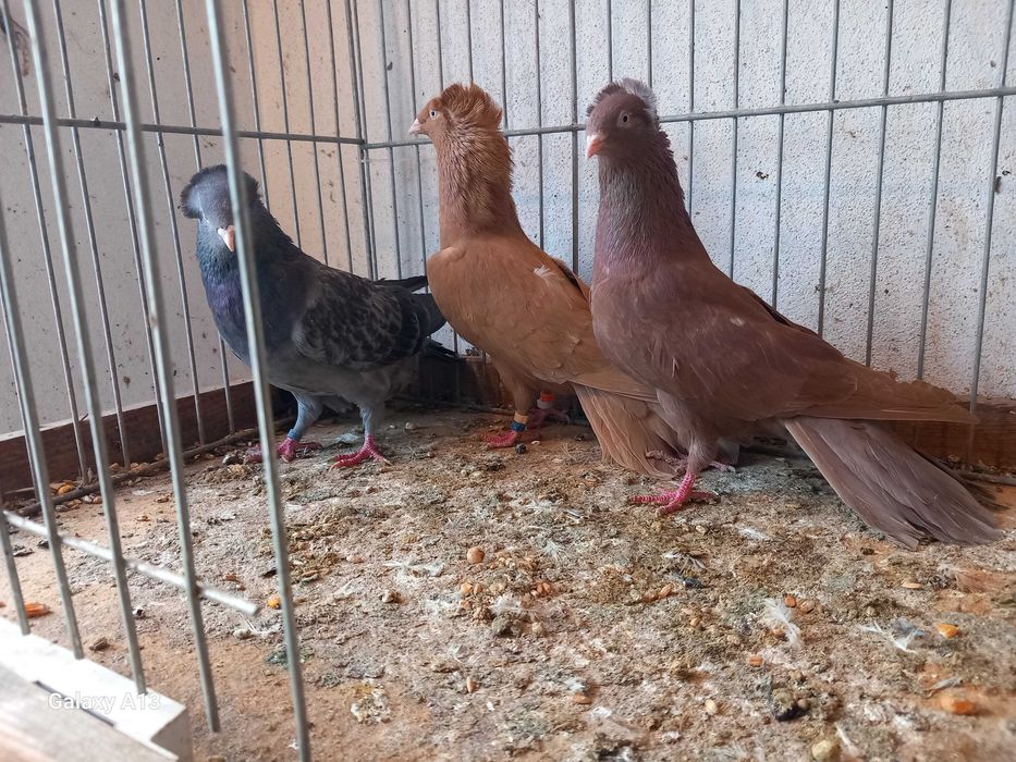 Sokoły gdańskie - sokół gdański