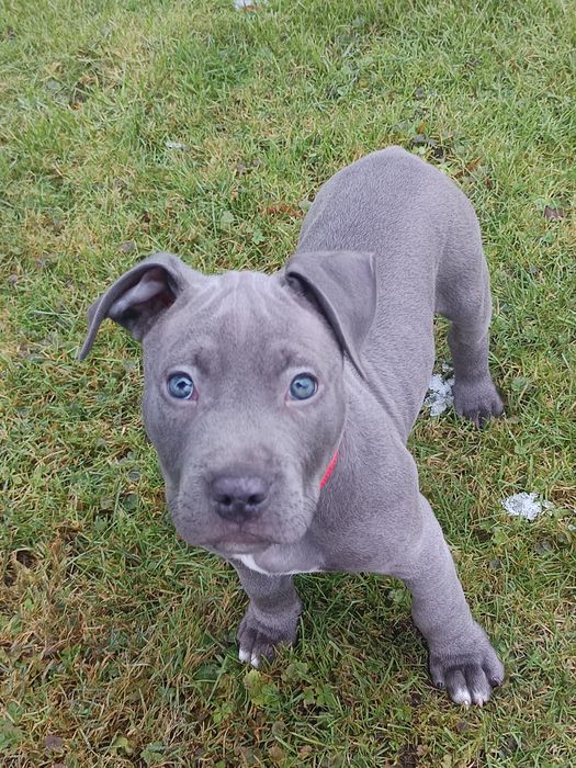 Piesek American Staffordshire Terrier , Amstaff