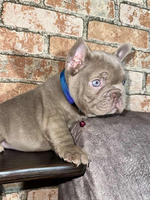 Шикарний хлопчік