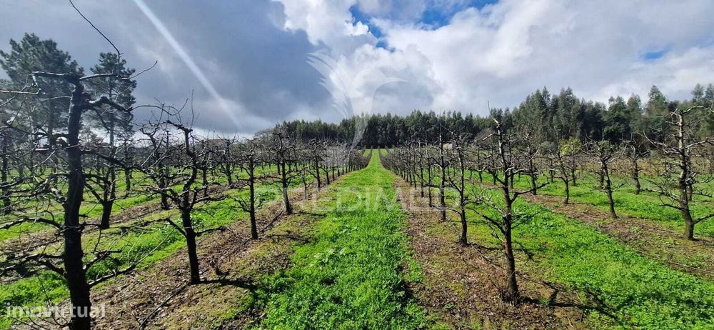 Fantástico terreno com árvores de fruto
