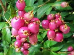 Frutiferas Exoticas